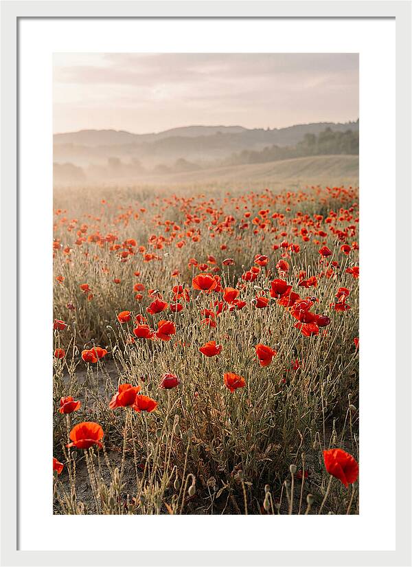 Field Of Wild Poppies