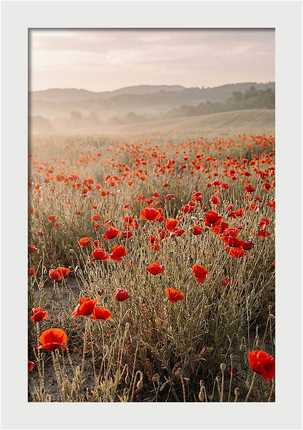 Field Of Wild Poppies