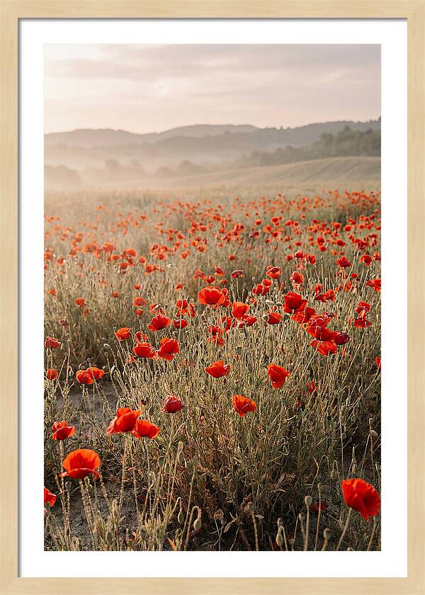 Field Of Wild Poppies