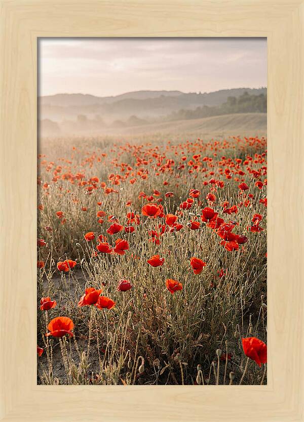 Field Of Wild Poppies