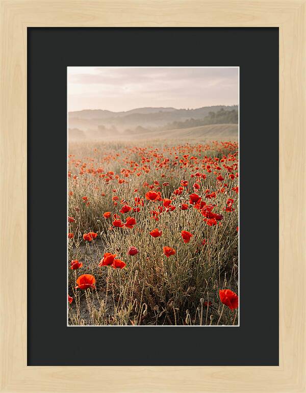 Field Of Wild Poppies