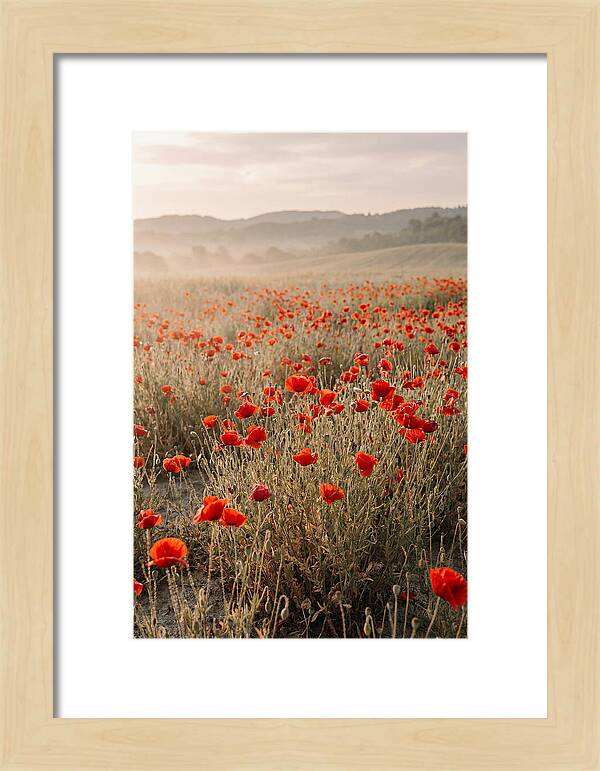 Field Of Wild Poppies