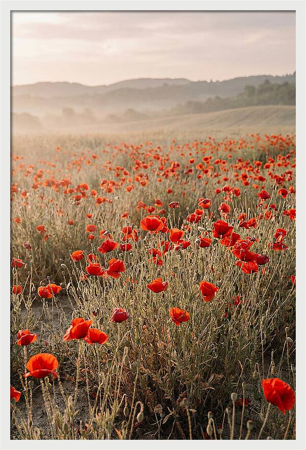 Field Of Wild Poppies