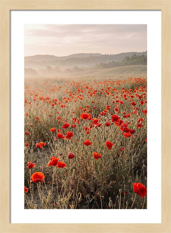Field Of Wild Poppies