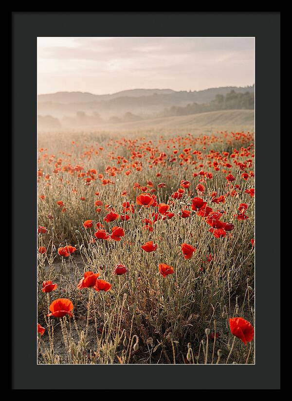 Field Of Wild Poppies