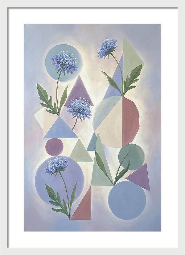 Field Scabious Blossoms
