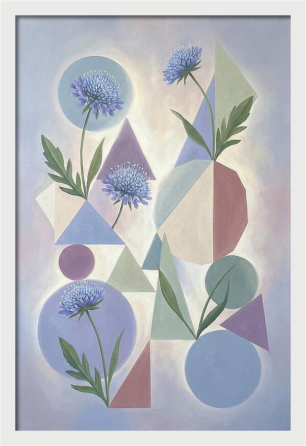 Field Scabious Blossoms