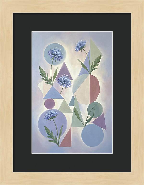 Field Scabious Blossoms