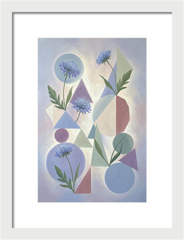Field Scabious Blossoms