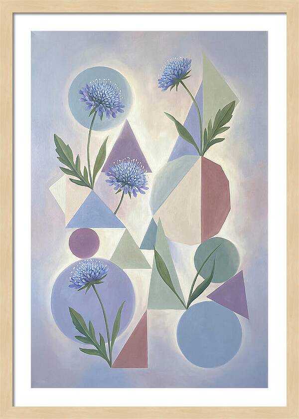 Field Scabious Blossoms