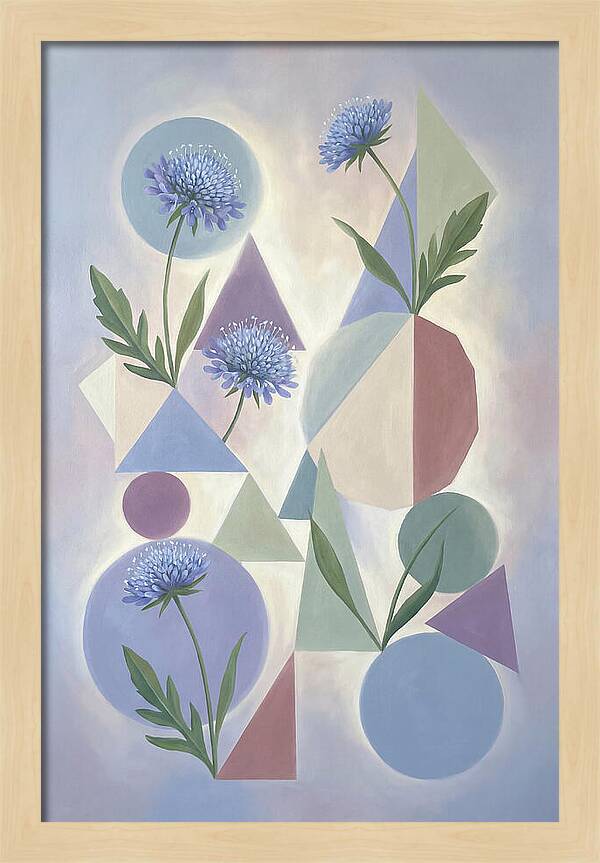 Field Scabious Blossoms