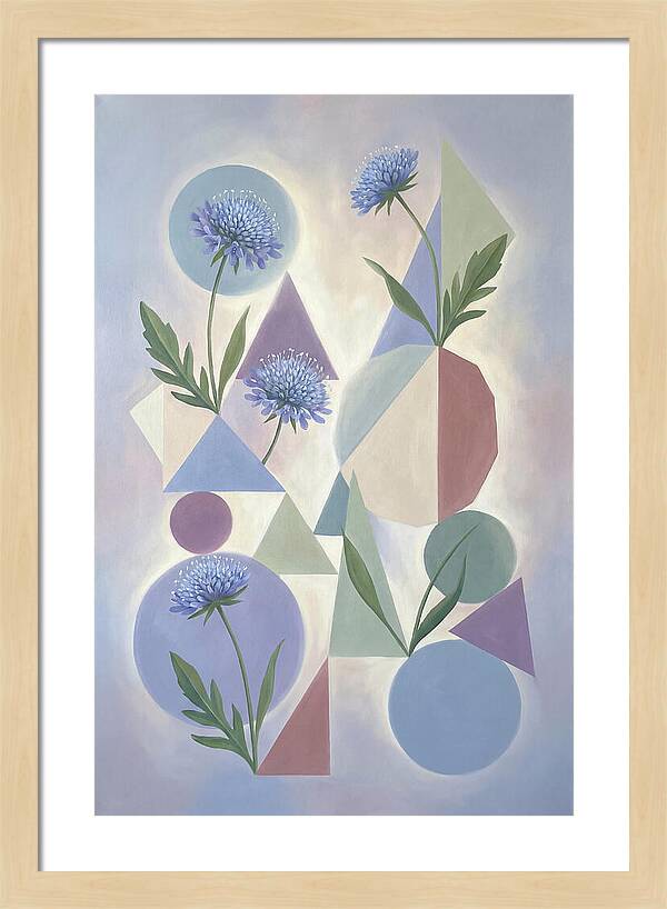 Field Scabious Blossoms