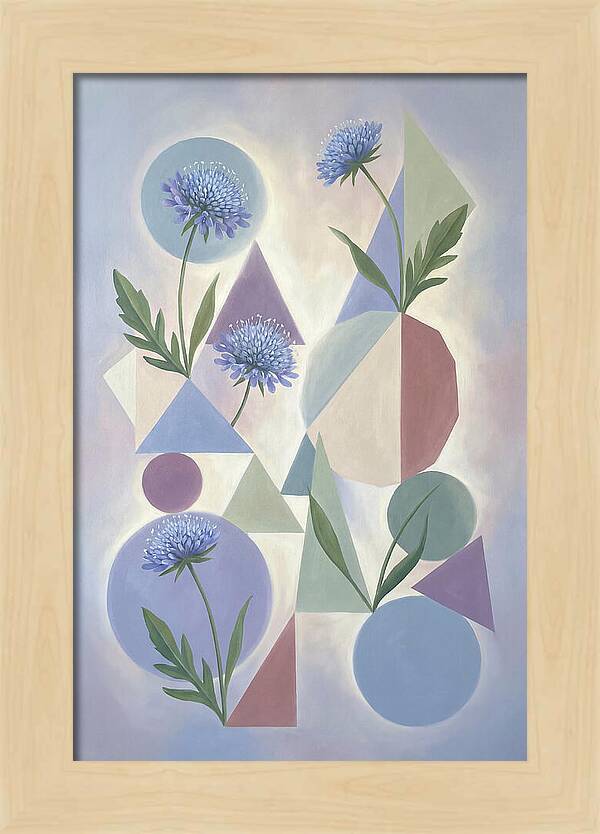 Field Scabious Blossoms
