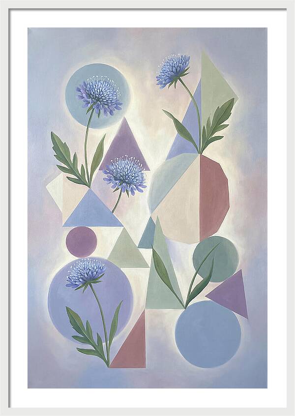Field Scabious Blossoms