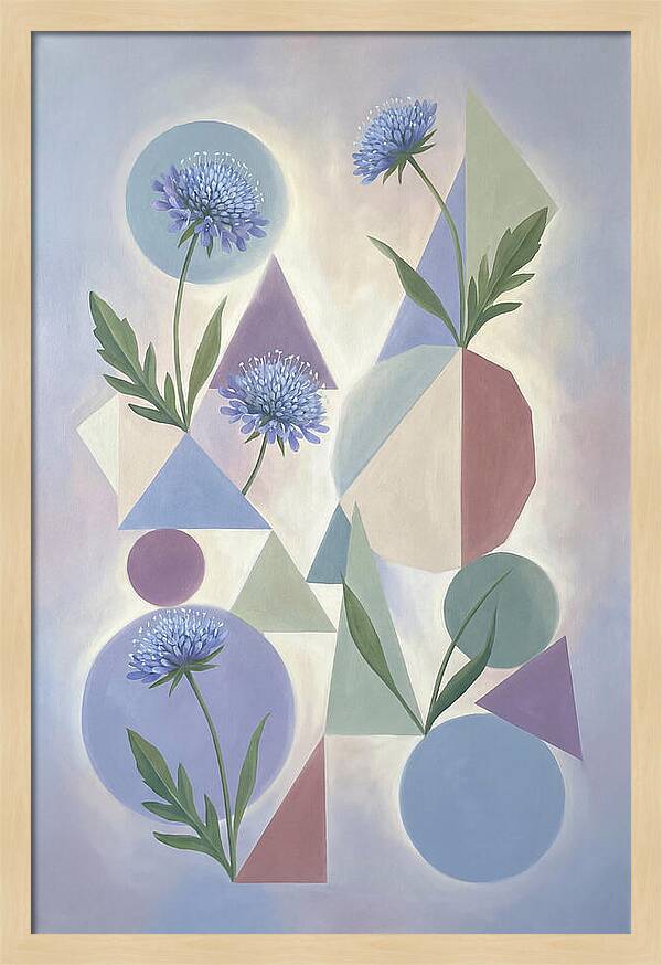Field Scabious Blossoms