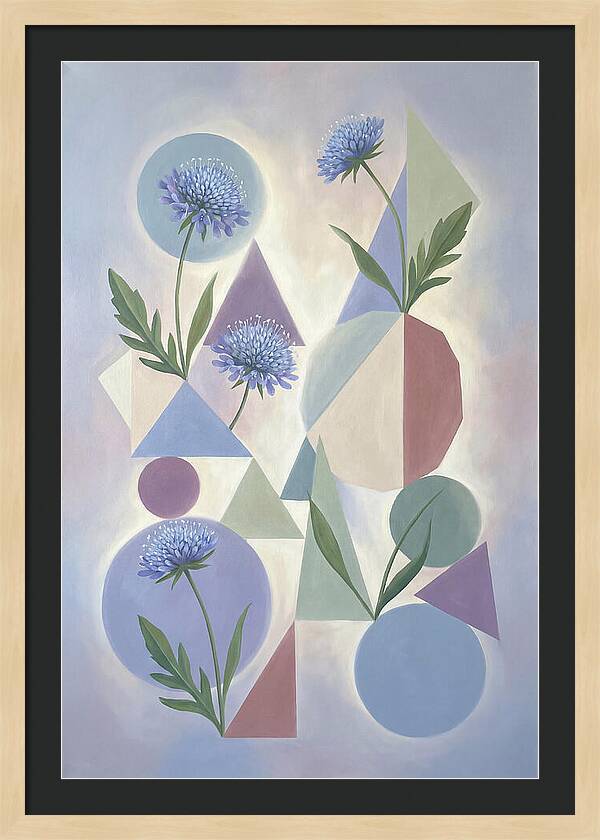 Field Scabious Blossoms