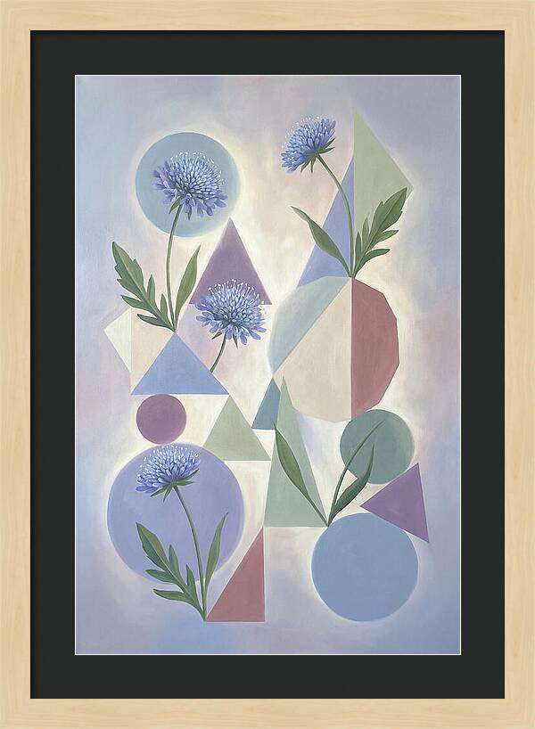 Field Scabious Blossoms