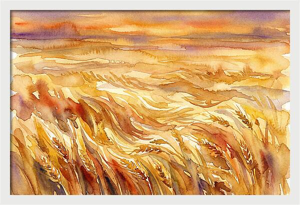 Fields Of Golden Grain