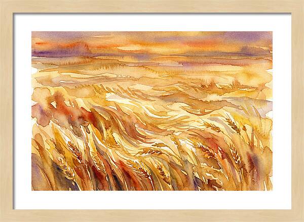 Fields Of Golden Grain