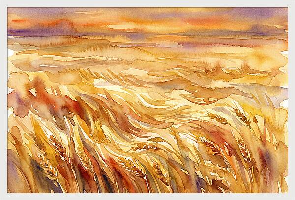 Fields Of Golden Grain