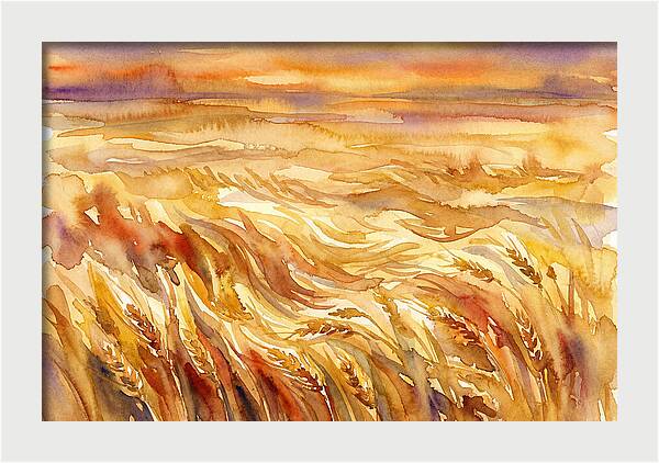 Fields Of Golden Grain