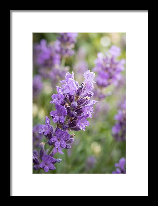 Fields Of Lavender Dreams