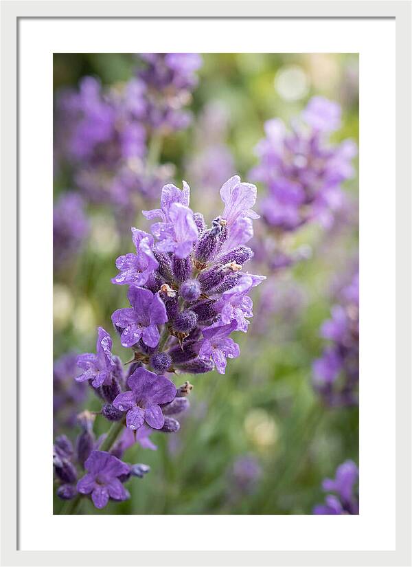 Fields Of Lavender Dreams