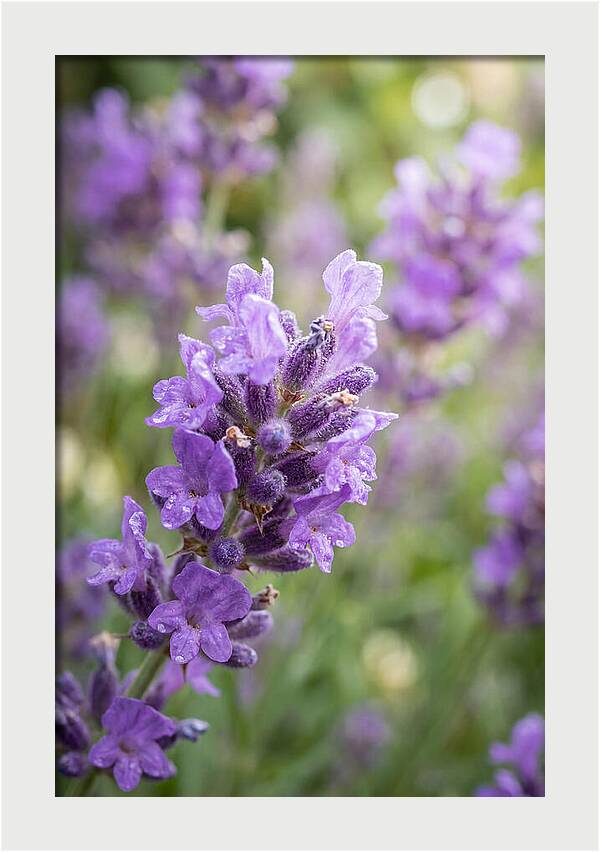 Fields Of Lavender Dreams