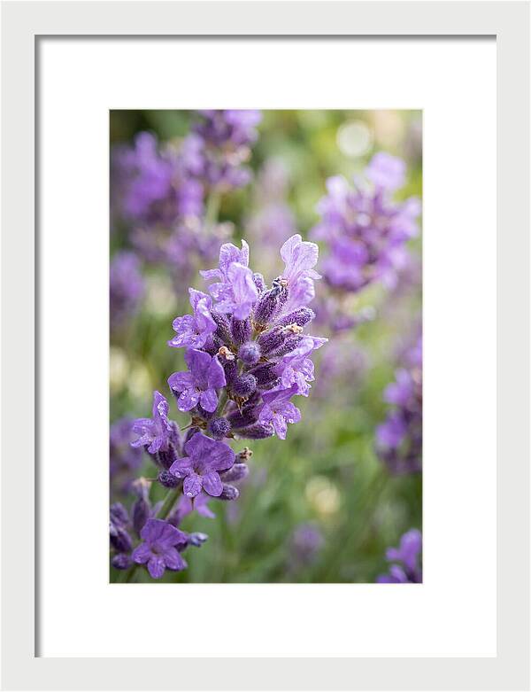 Fields Of Lavender Dreams