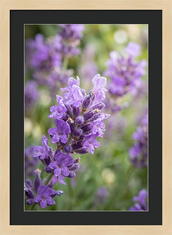 Fields Of Lavender Dreams