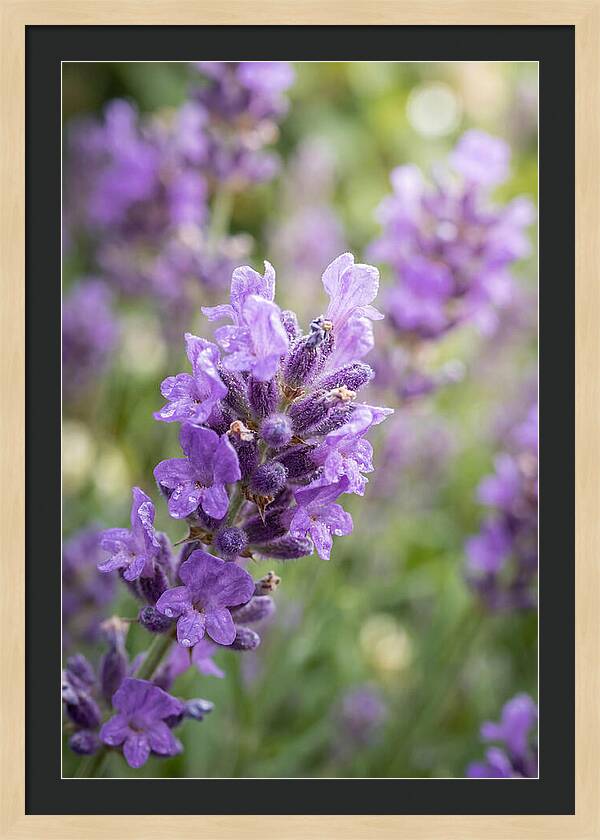 Fields Of Lavender Dreams
