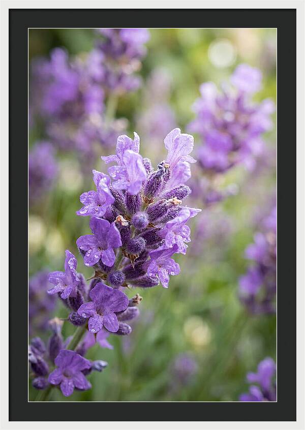 Fields Of Lavender Dreams