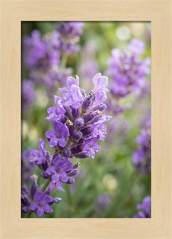 Fields Of Lavender Dreams