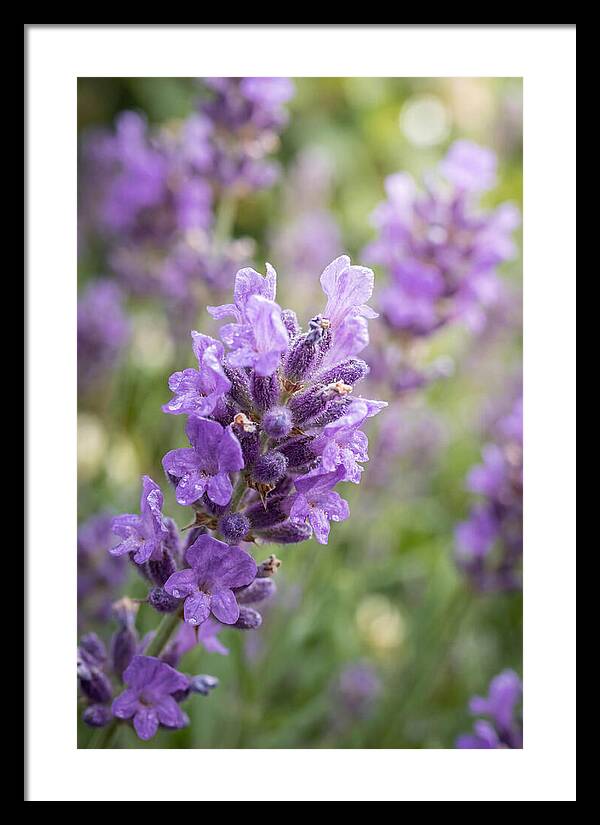 Fields Of Lavender Dreams