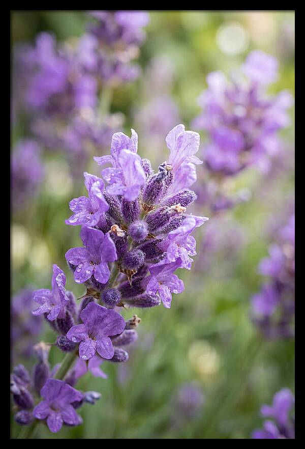Fields Of Lavender Dreams