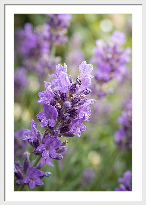 Fields Of Lavender Dreams