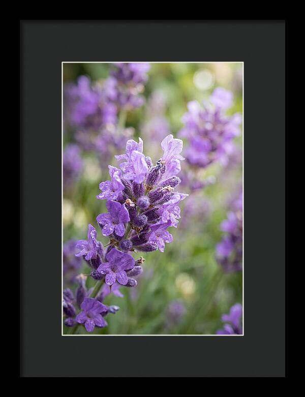 Fields Of Lavender Dreams