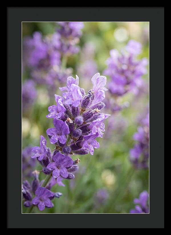 Fields Of Lavender Dreams