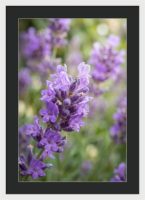 Fields Of Lavender Dreams
