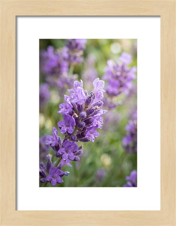 Fields Of Lavender Dreams