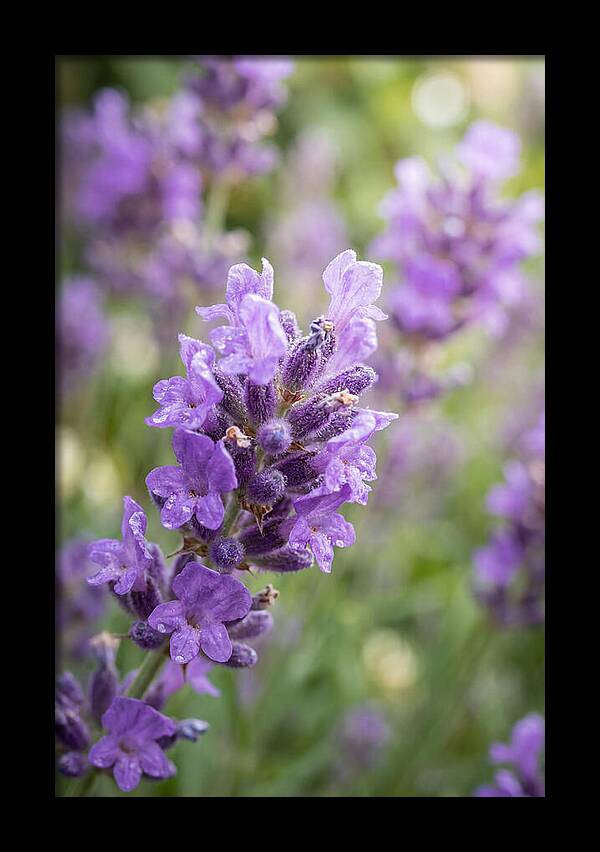 Fields Of Lavender Dreams