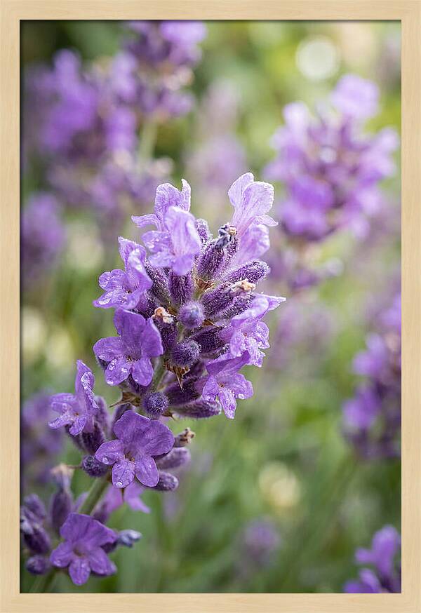 Fields Of Lavender Dreams