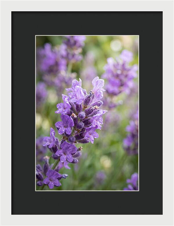 Fields Of Lavender Dreams