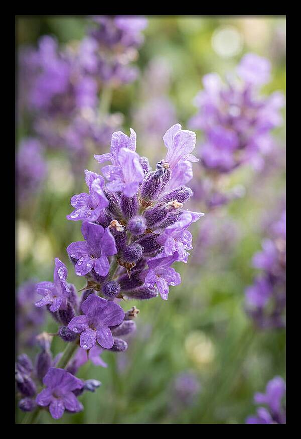 Fields Of Lavender Dreams