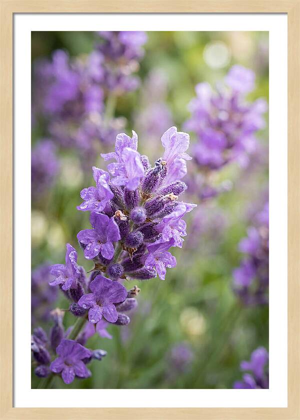 Fields Of Lavender Dreams