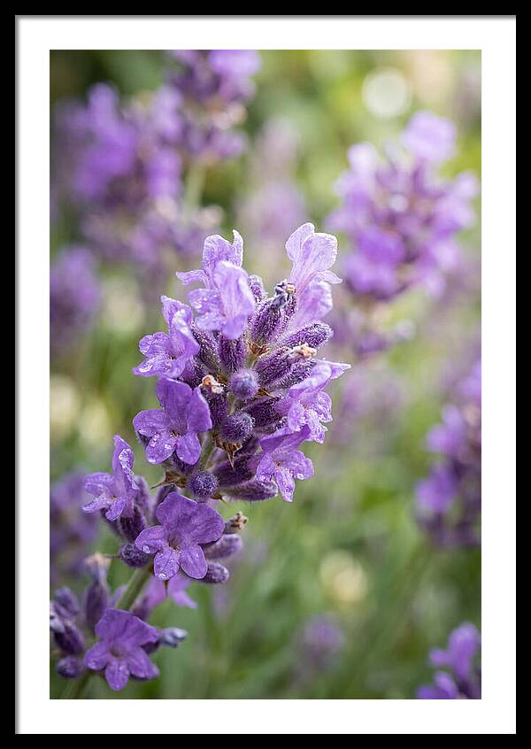 Fields Of Lavender Dreams