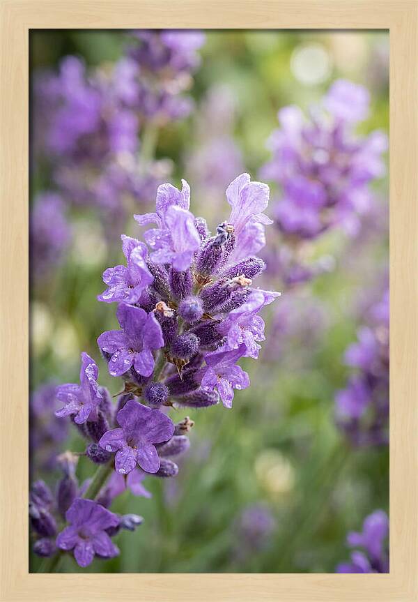 Fields Of Lavender Dreams
