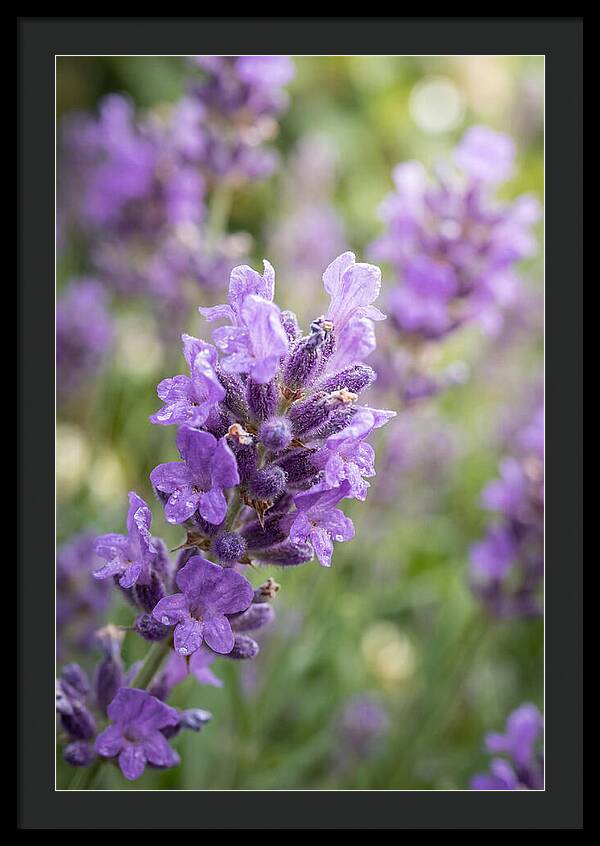 Fields Of Lavender Dreams
