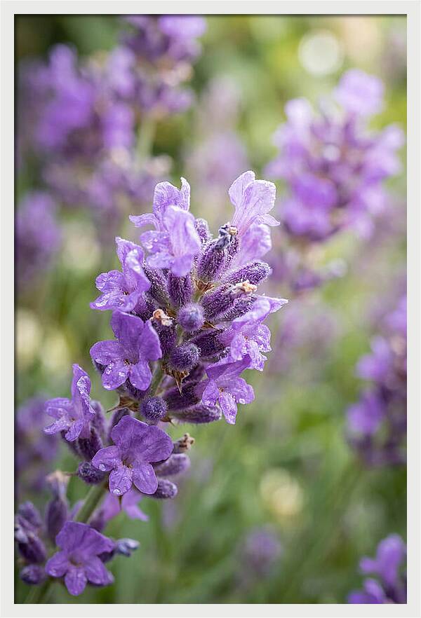 Fields Of Lavender Dreams