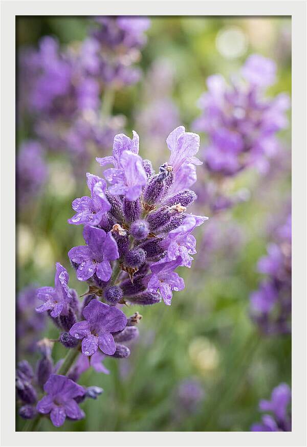 Fields Of Lavender Dreams